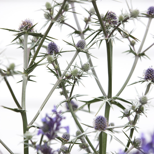 Eryngium Apiaceae (8966)