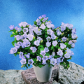 210bb-campanula_leut.tif