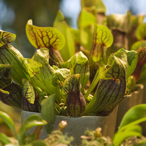 Sarracenia Sarraceniaceae (14368)