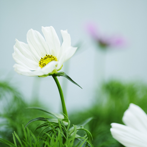 Cosmos Asteraceae (8293)