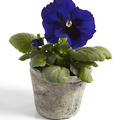 Delta_F1_Blue_with_Blotch_fd_0212_026.jpg