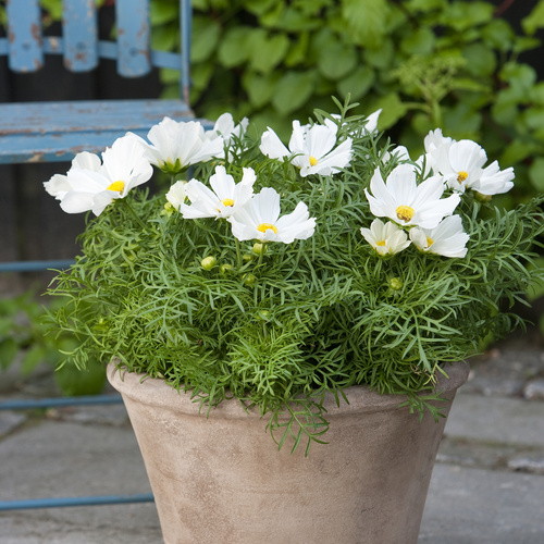 Cosmos Asteraceae (8287)