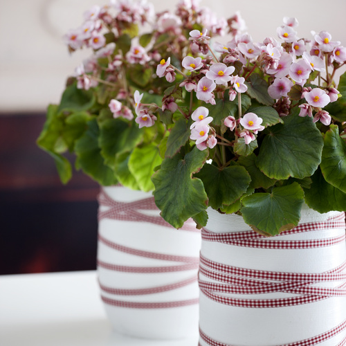 Begonia Begoniaceae (7006)