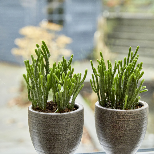 Crassula Crassulaceae (305104)