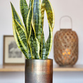 Sansevieria_trifasciata_20191126__1_.JPG