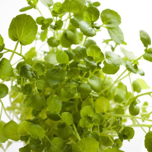 Nasturtium Brassicaceae (11809)