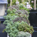 Sedum_Hakonense_Rupestre_Ochroleucum-2014-3.JPG