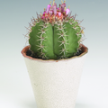 melocactus_azureus_1.tif