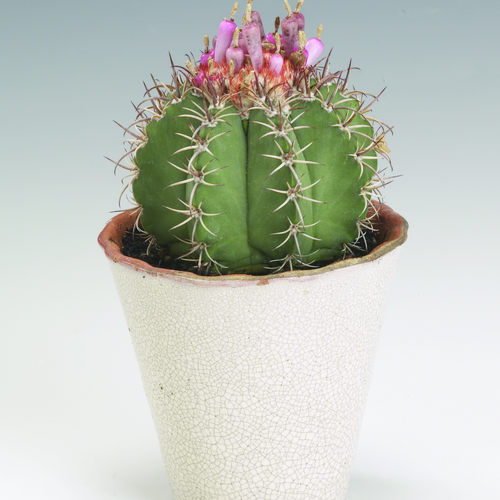 Melocactus Cactaceae (11615)