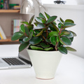 20120614WF9R0168-Peperomia_Obtusifolia_Red_Margin.jpg