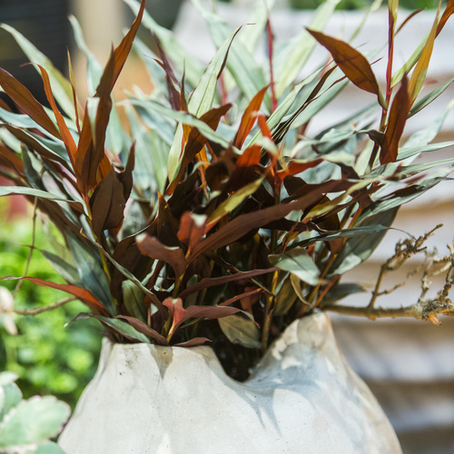 Alpinia Zingiberaceae (6447)