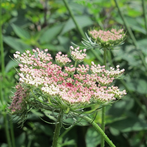 Daucus Apiaceae (8669)