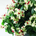 clerodendrum2.tif