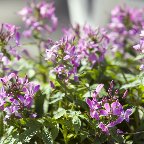 Cleome Capparaceae (8187)