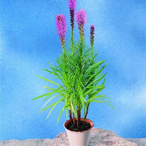 Liatris Compositae (11491)