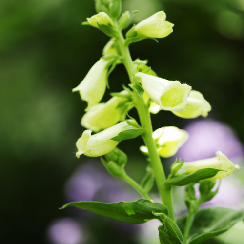 Digitalis Scrophulariaceae (8744)