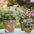 Euphorbia_leucocephala_Fuchsia_hybrid_Graptopetalum_bell.JPG