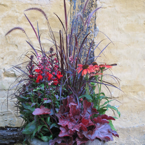 Lobelia Lobeliaceae (11504)
