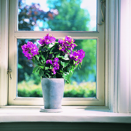 billede af Bougainvillea