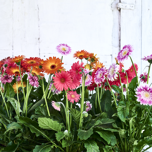 Gerbera Compositae (409048)