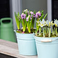 Hyacinthus-Iris-2014.jpg