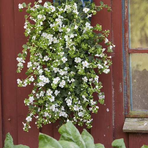 Bacopa Scrophulariaceae (6900)