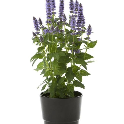 Agastache Lamiaceae (6349)