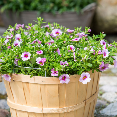 Calibrachoa Solanaceae (7323)