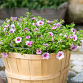 Calibrachoa-Neo_Pink___Red_Eye_2.jpg