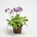 Primula_auricula_2.JPG