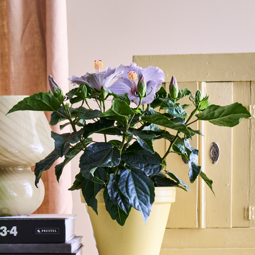 Hibiscus Malvaceae (441314)