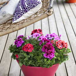 billede af Pelargonium