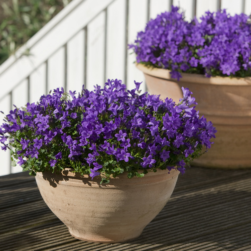 Campanula Campanulaceae (7570)