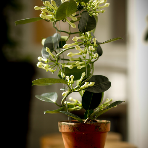 Stephanotis Asclepiadaceae (14922)