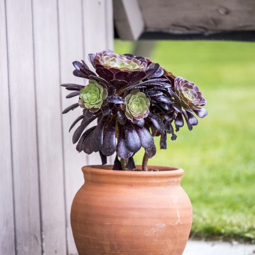 Sempervivum Crassulaceae (14672)