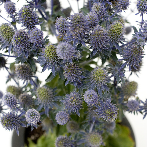 Eryngium_amethystinum.jpg