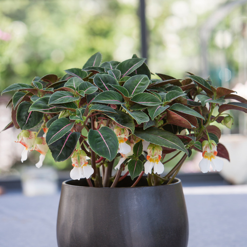 Impatiens Balsaminaceae (10674)