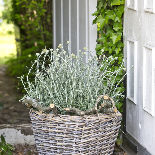 Helichrysum Compositae (10050)