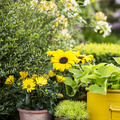 Osteospermum_hybrid_Helianthus_annuus_Sedum_rupestre.JPG