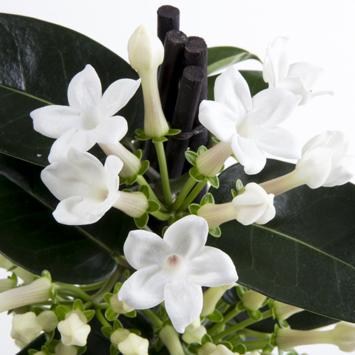 Stephanotis Asclepiadaceae (14936)