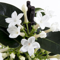 Stephanotis_close_up_1.jpg