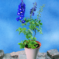 339e-delphinium.tif