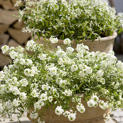 Lobularia Brassicaceae (11509)