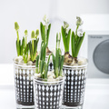 Galanthus_Scilla_Muscari.JPG