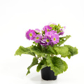 Primula_Obconica_3.jpg