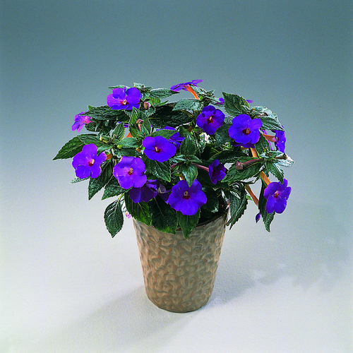 Achimenes Gesneriaceae (6247)