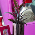 Cordyline_1920130274.JPG