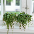 20120614WF9R0037-Peperomia_Prostrata.jpg