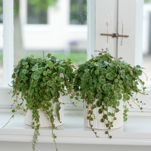 Peperomia Piperaceae (12509)