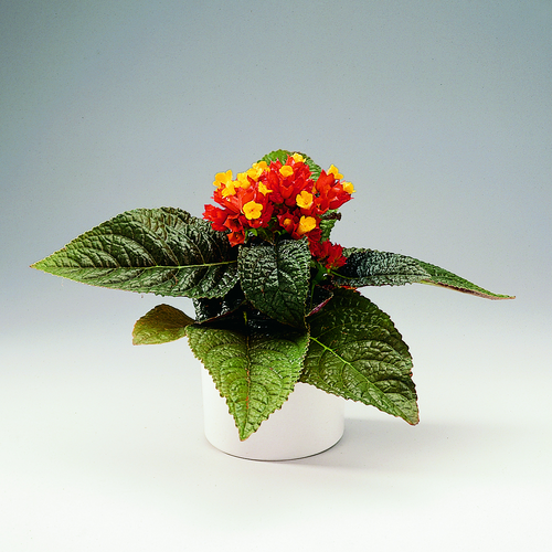 Chrysothemis Gesneriaceae (8136)